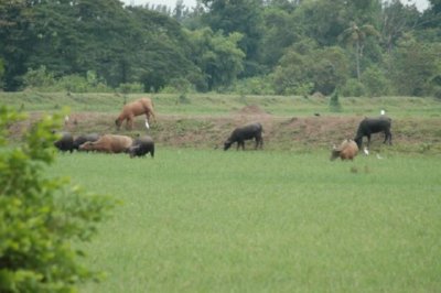 campo (20)  LEADOR BOSQUE
